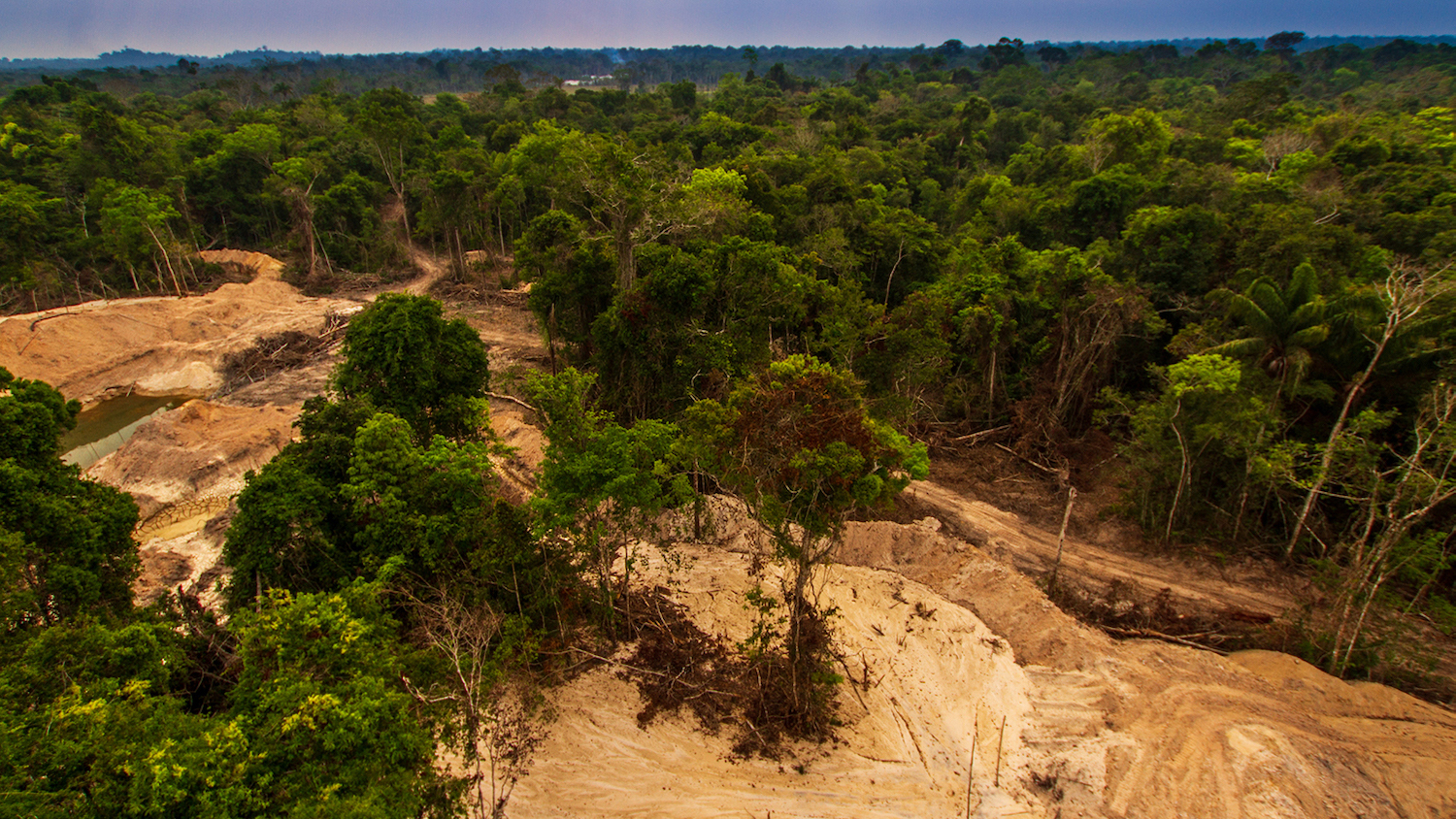 How Habitat Destruction Enables The Spread Of Diseases Like COVID 19 