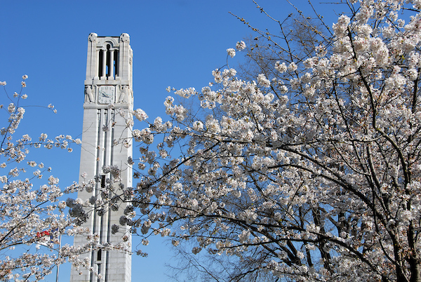 Belltower and blossoms on a Spring morning