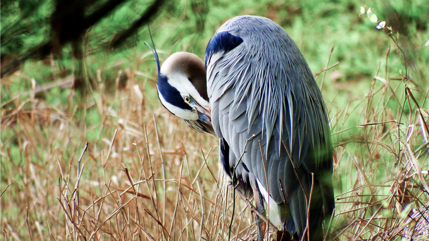 Which NC bird are you?, College of Natural Resources, Great Blue Heron, courtesy Lauren McLaughlin