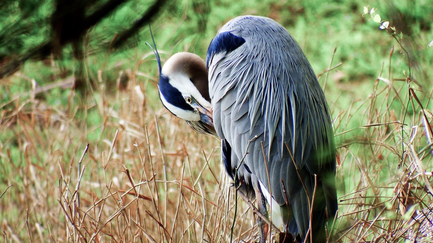 Which NC bird are you?, College of Natural Resources, Great Blue Heron, courtesy Lauren McLaughlin - 1