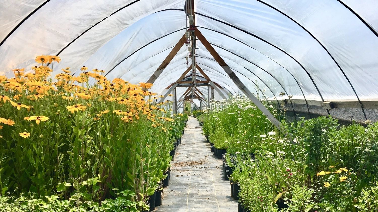 Black eyed susans - Green Industries Create Stronger Economy in North Carolina - College of Natural Resources News NC State University