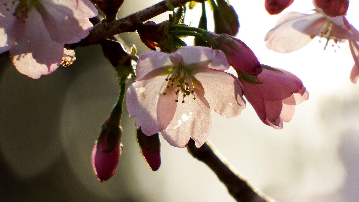 Which NC tree are you?, College of Natural Resources, Cherry Blossoms, courtesy Lauren McLaughlin