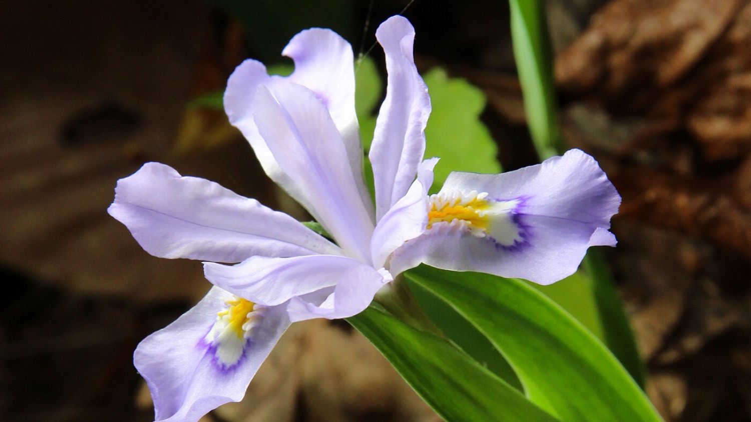 Which NC flower are you, College of Natural Resources, Crested Iris, courtesy The Philipendium