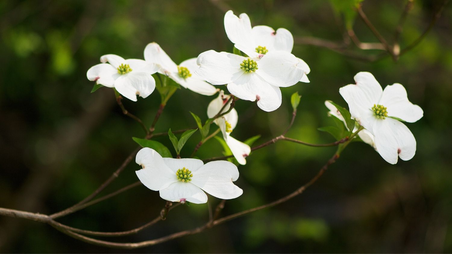 Which NC flower are you, College of Natural Resources, Dogwood Flower, courtesy Michael Neil O'Donnell