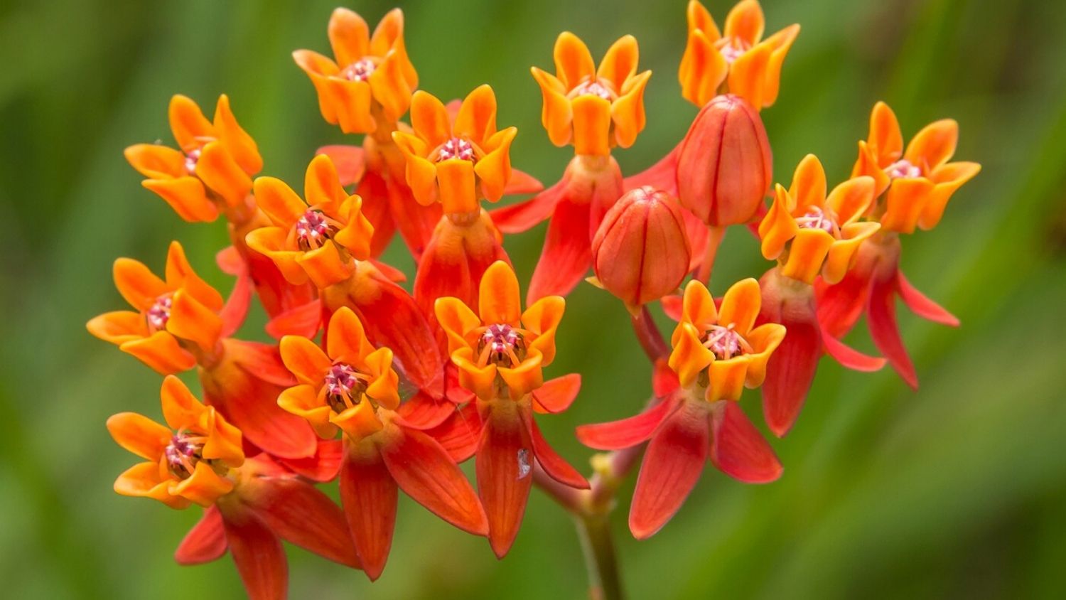 Which NC flower are you, College of Natural Resources, Few-flower Milkweed, courtesy The Philipendium