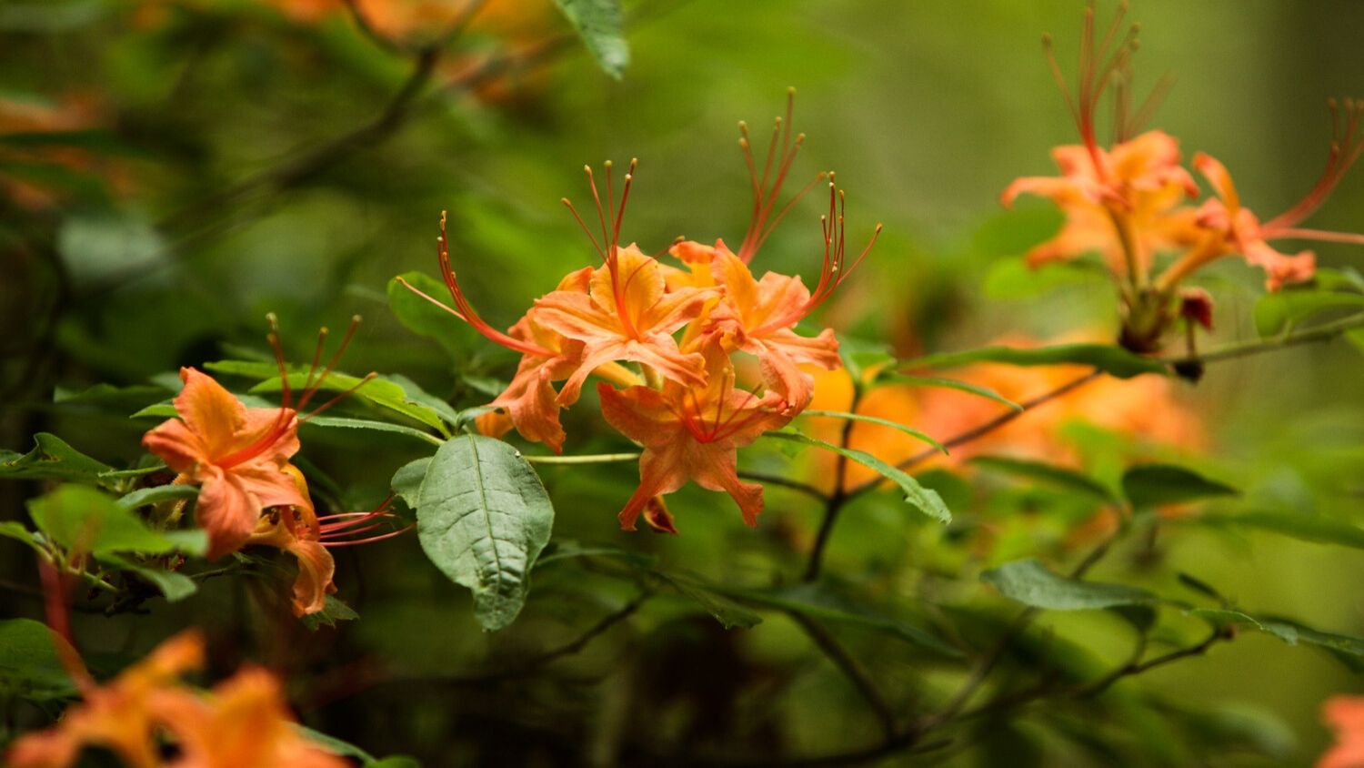 Which NC flower are you, College of Natural Resources, Flame Azalea, courtesy Tennessee Nature Scapes