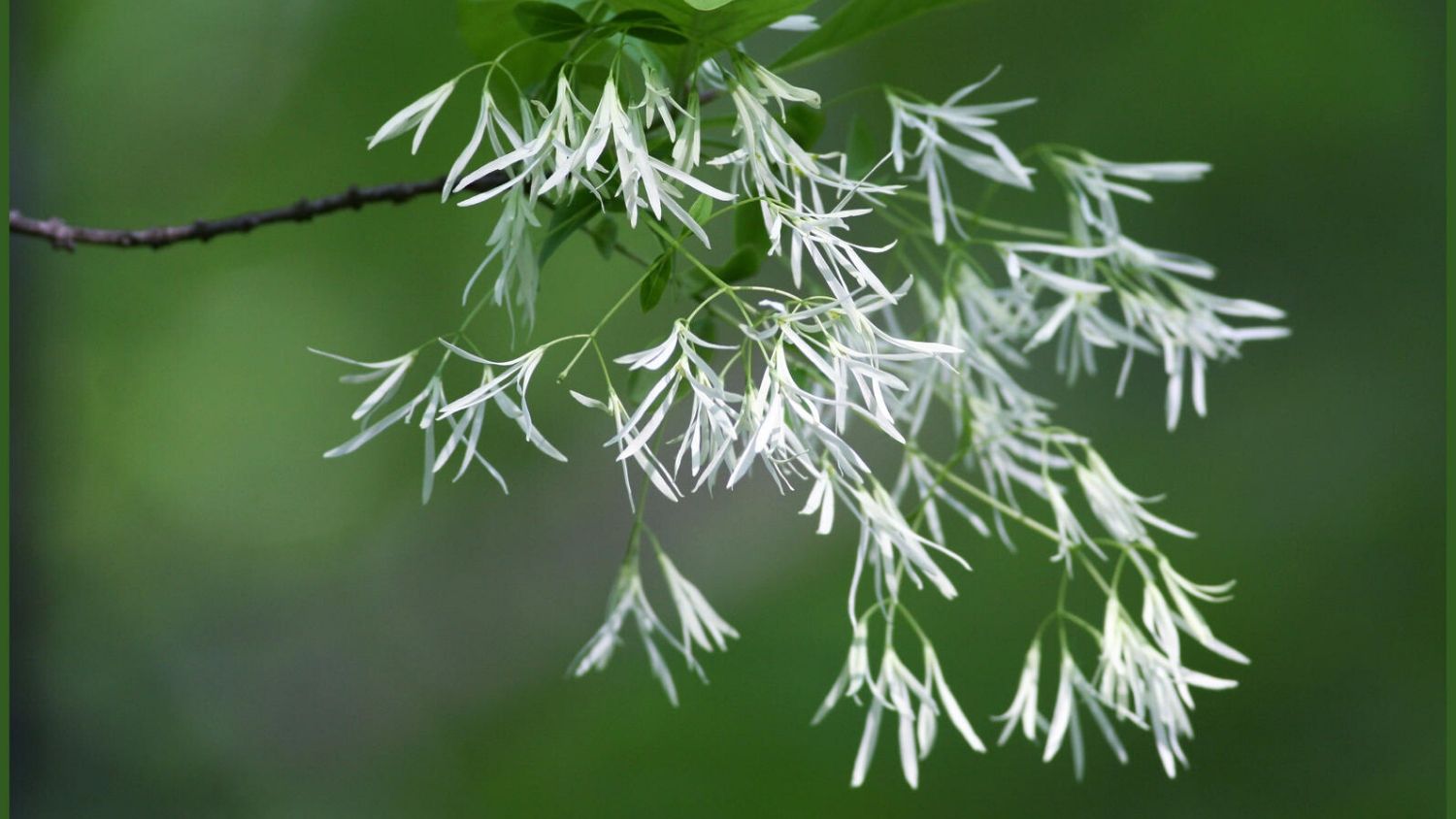 Which NC tree are you, College of Natural Resources, Fringe Tree flowers, courtesy Will Stuart