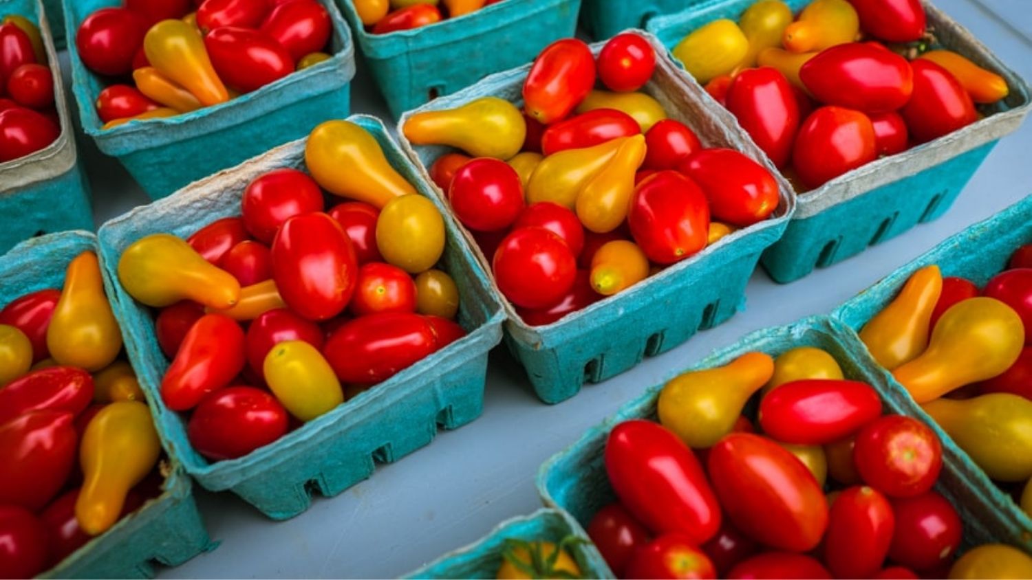 Red and yellow cherry tomatoes - Agritourism Experiences Increase Consumers' Pro-Environmental Behaviors - College of Natural Resources News NC State University