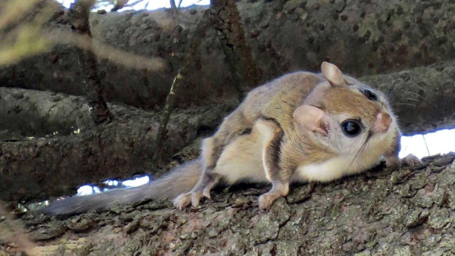 Which NC mammal are you?, College of Natural Resources, Carolina Northern Flying Squirrel, courtesy Fish and Wildlife Service