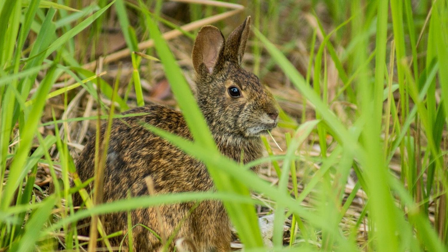 Which NC mammal are you?, College of Natural Resources, Marsh Rabbit, courtesy Breanna Perry