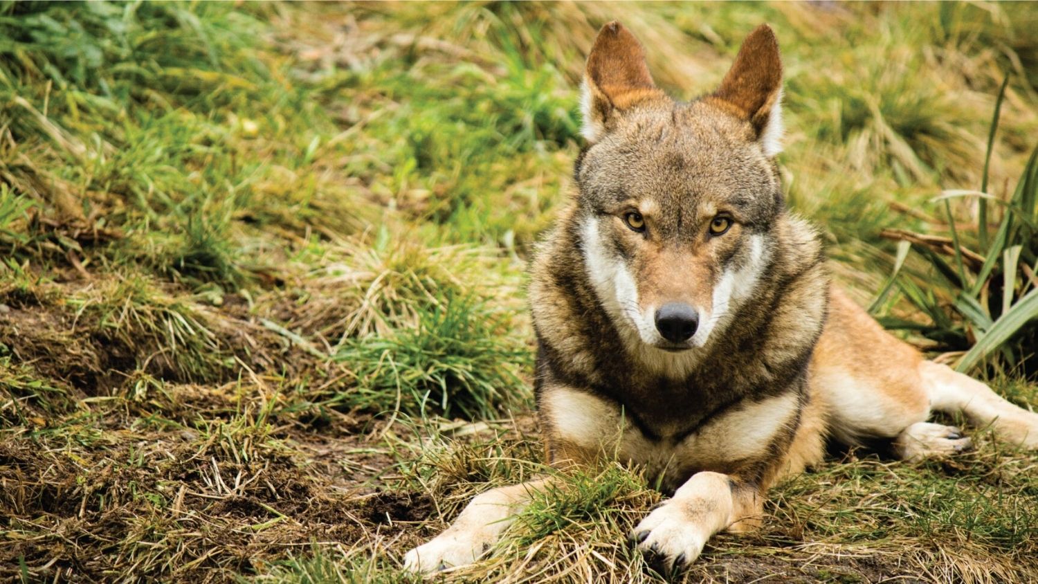 Which NC mammal are you?, College of Natural Resources, Red Wolf, courtesy Blue Ridge Outdoors Magazine