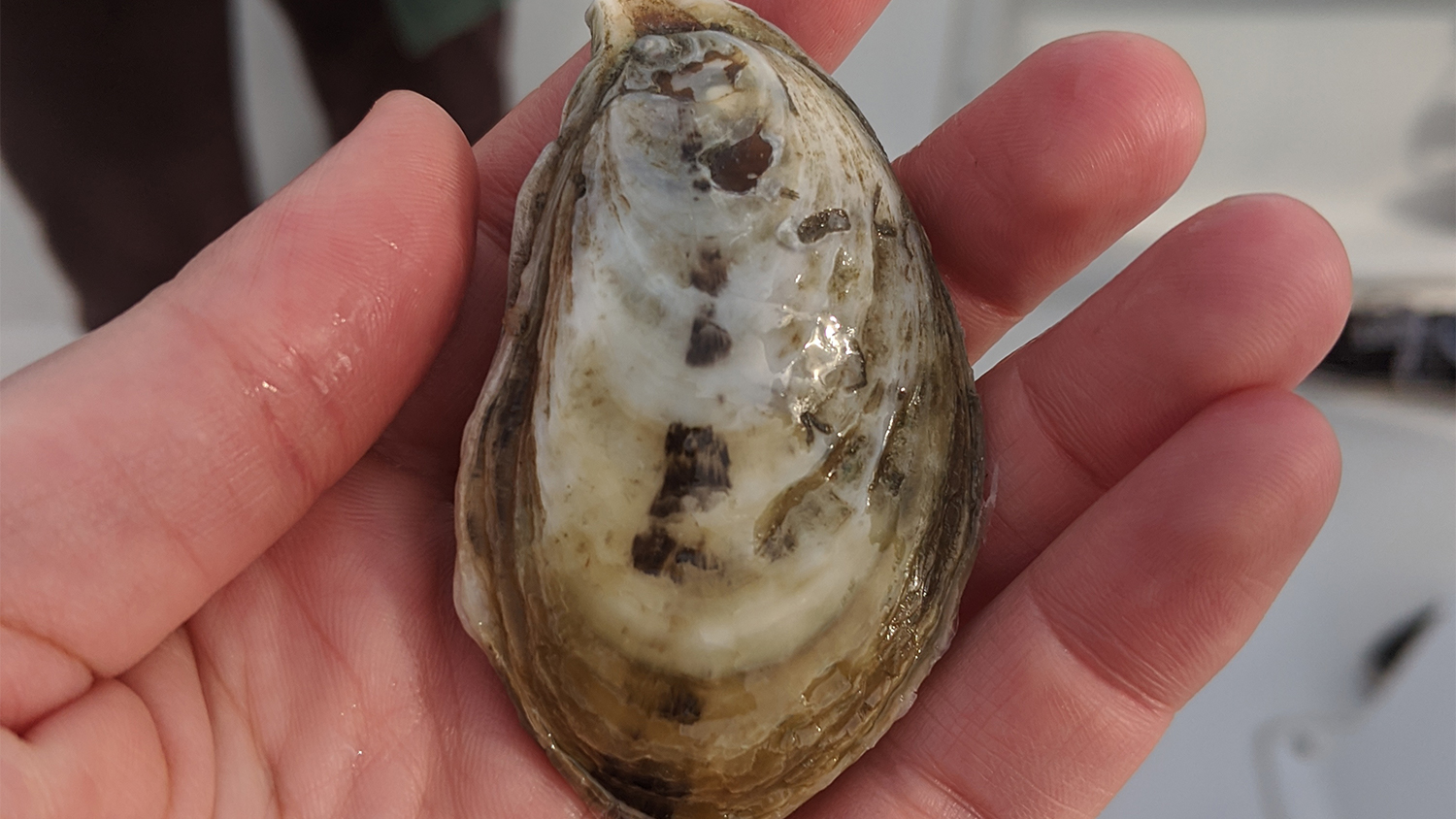 A Slash Creek Oyster - Researchers Strive to Boost NC's Oyster Tourism Industry - College of Natural Resources News NC State University