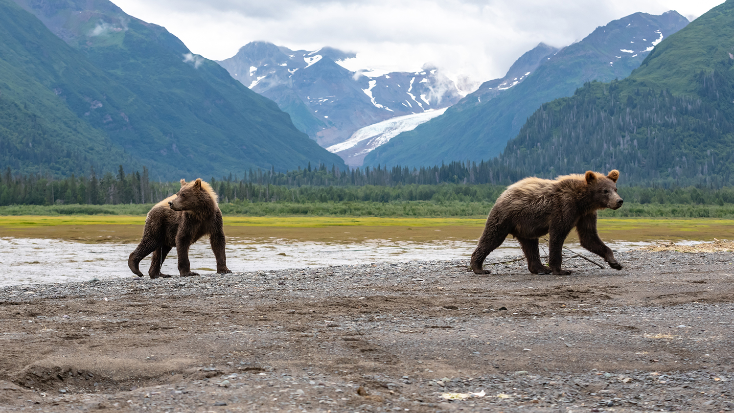 How Oil And Gas Drilling Could Disrupt The Arctic National Wildlife 