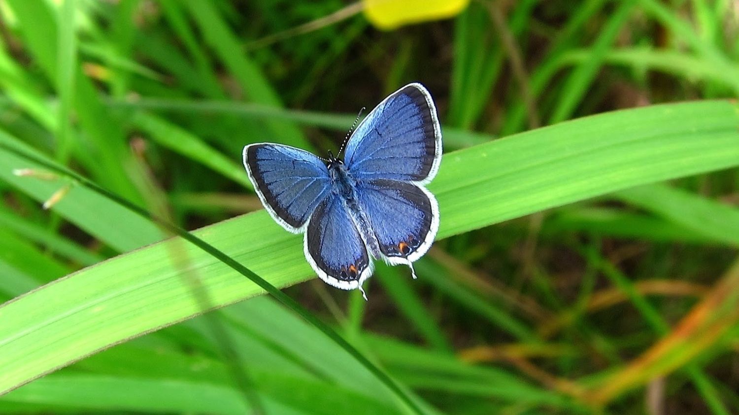 Which North Carolina butterfly are you?, College of Natural Resources, Eastern Tailed Blue Butterfly, courtesy saratogawoodswatersdotblogspotdotcom