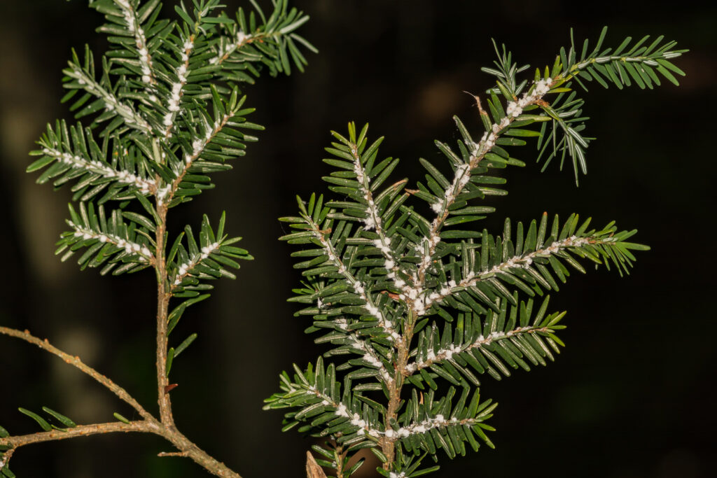 Plant - A New Hope for the Eastern Hemlock - College of Natural Resources NC State