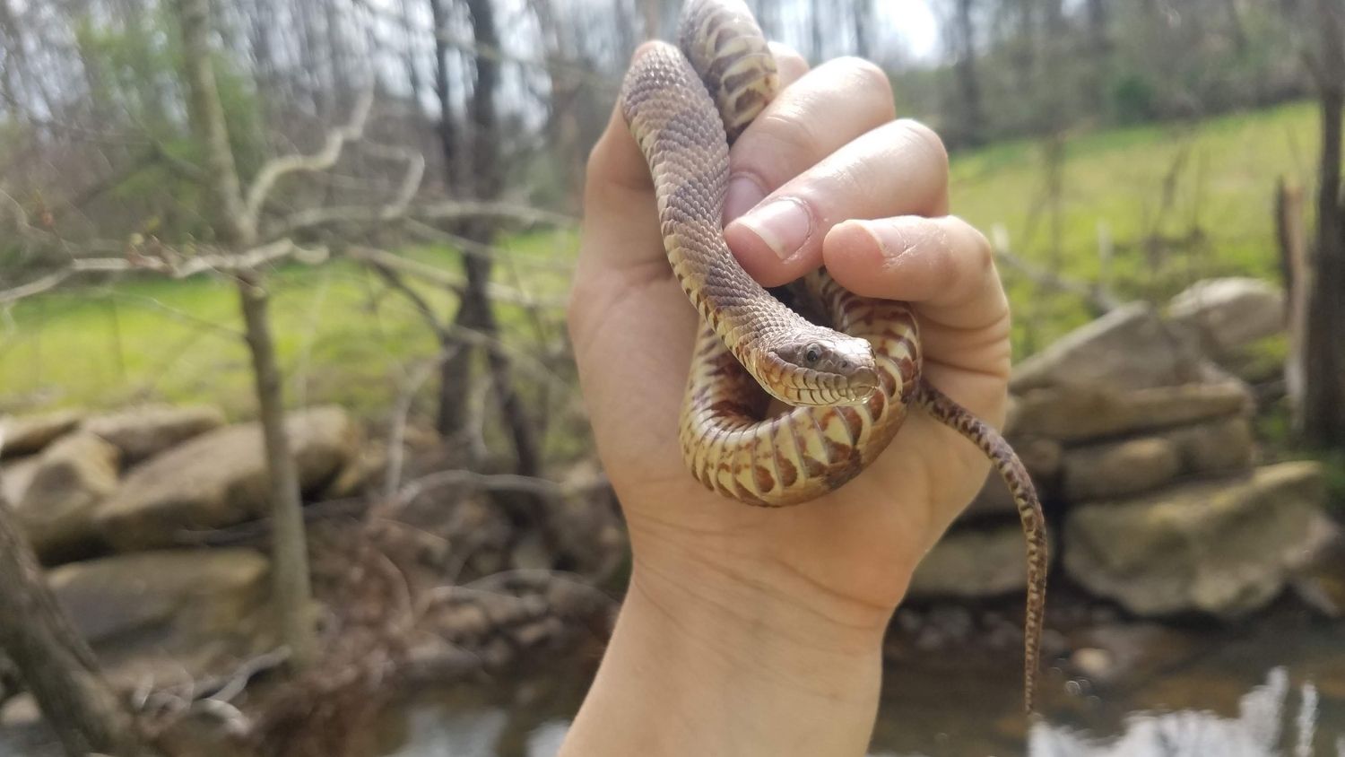 Quiz: Which North Carolina snake are you?, College of Natural Resources, northern water snake, courtesy Ben Zino