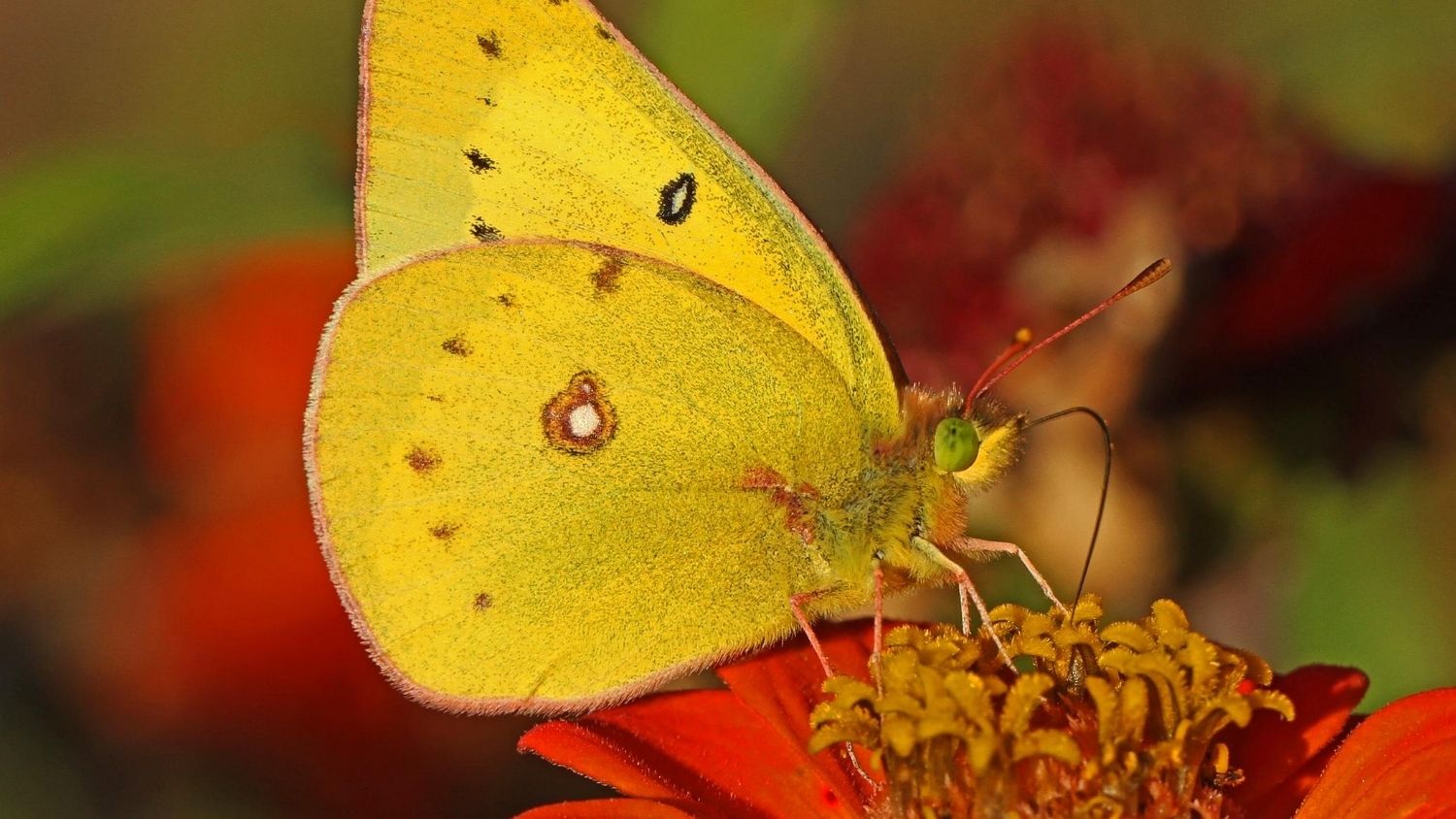 Which North Carolina butterfly are you?, College of Natural Resources, Orange Sulphur butterfly, courtesy Wikimedia Commons