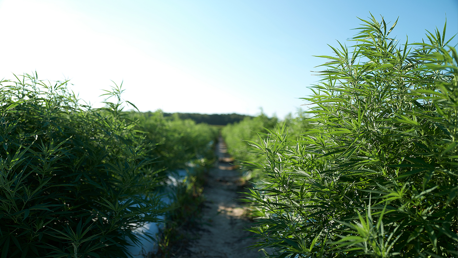 A picture of industrial hemp growing in a field