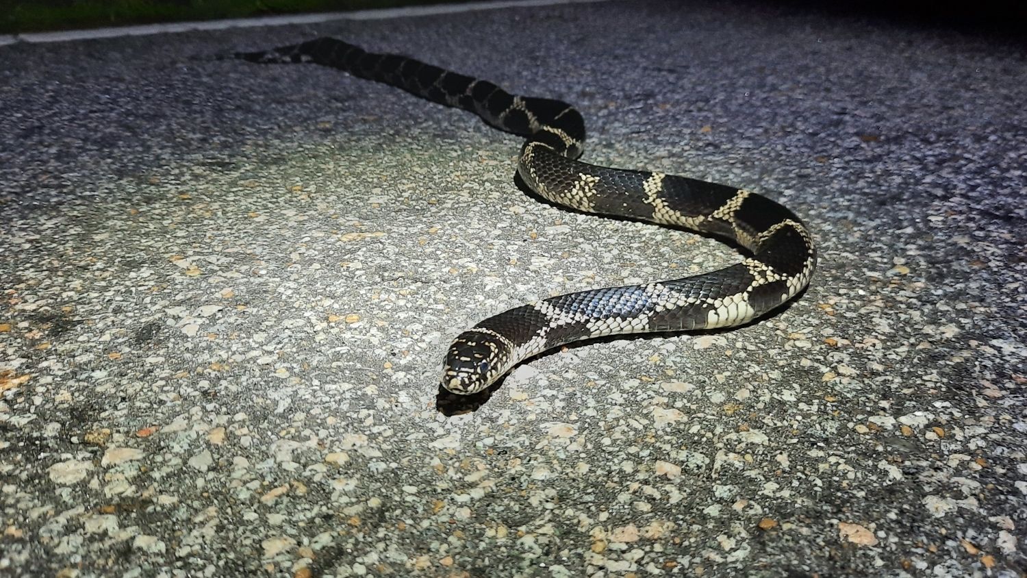 Quiz: Which North Carolina snake are you?, College of Natural Resources, Eastern King Snake, courtesy Ben Zino