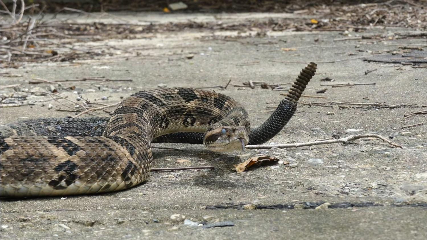 Quiz: Which North Carolina snake are you?, College of Natural Resources, Timber Rattlesnake (video printscreen), courtesy Ben Zino