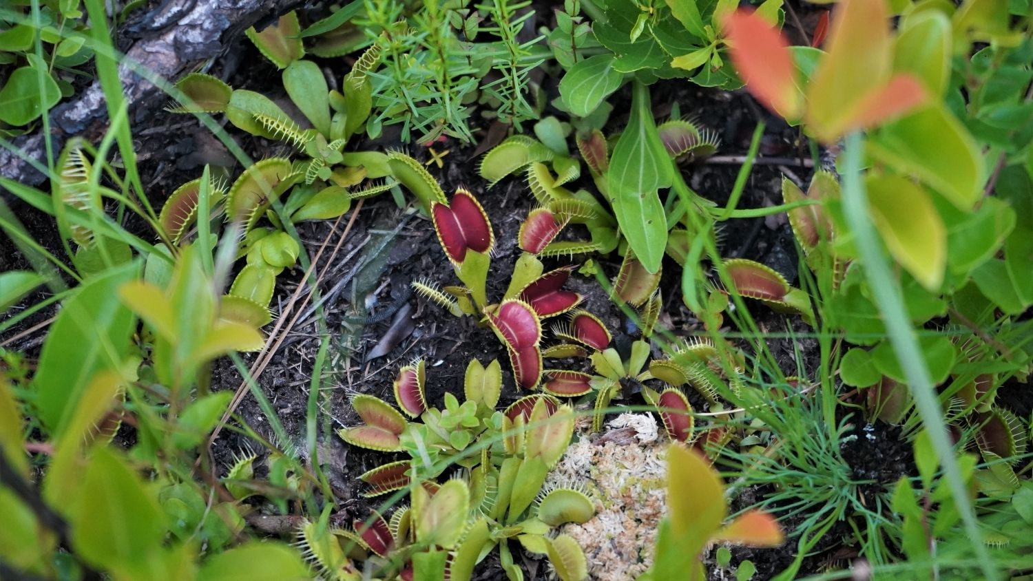 3 in. Venus Fly Trap