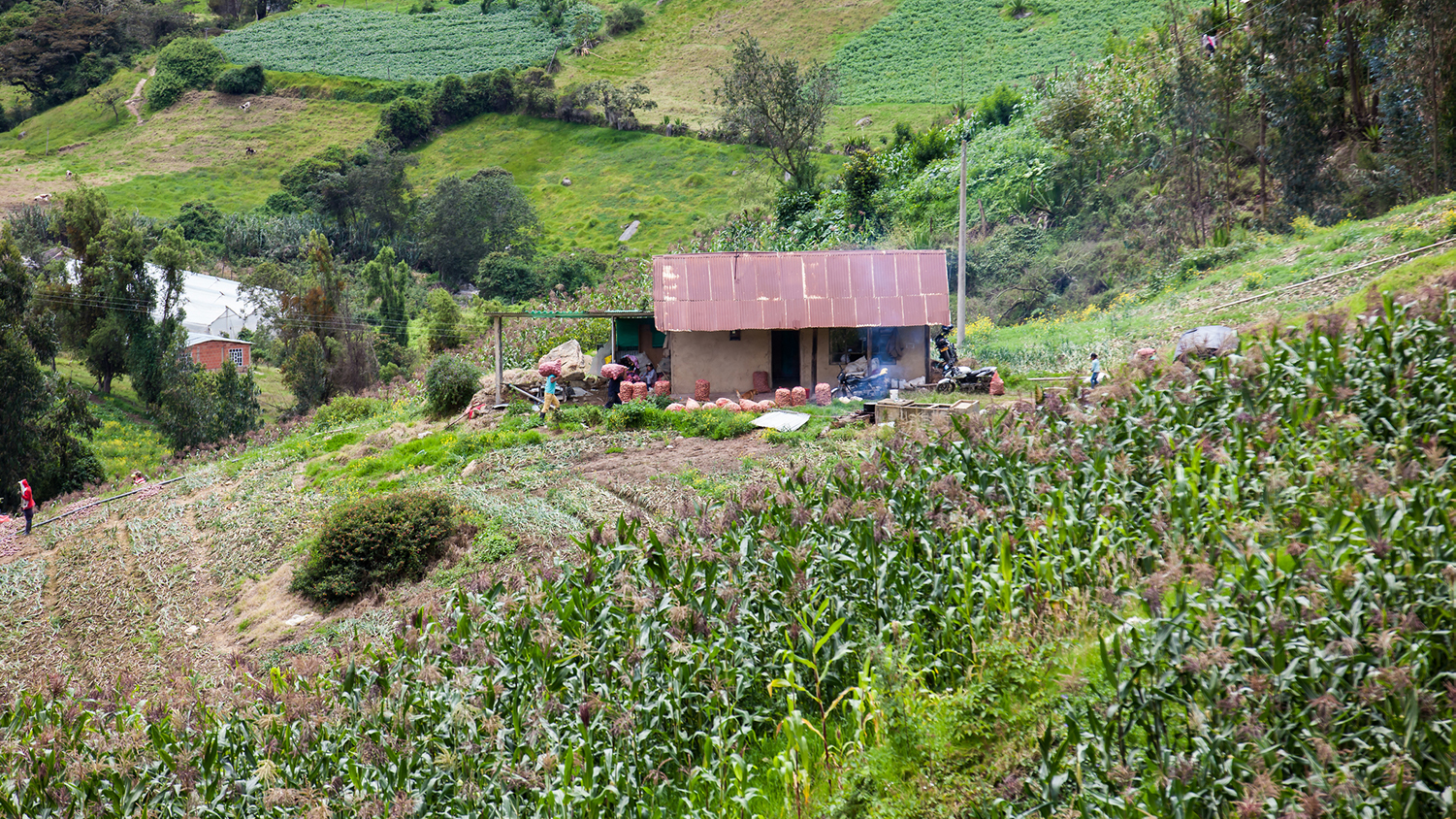 a small farm in the mountains of Colombia