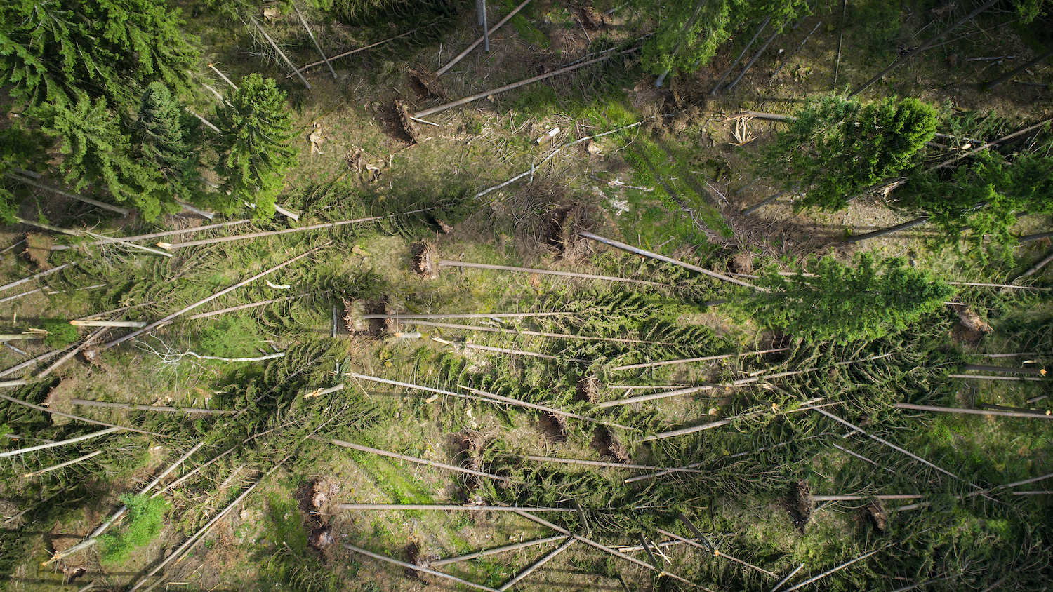 Aerial view of pine trees flattened by a storm.