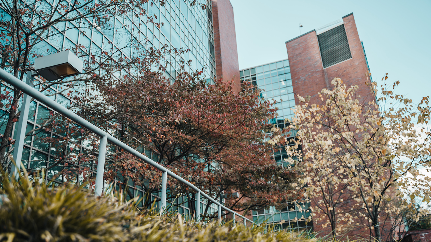 ncsu office of undergraduate research