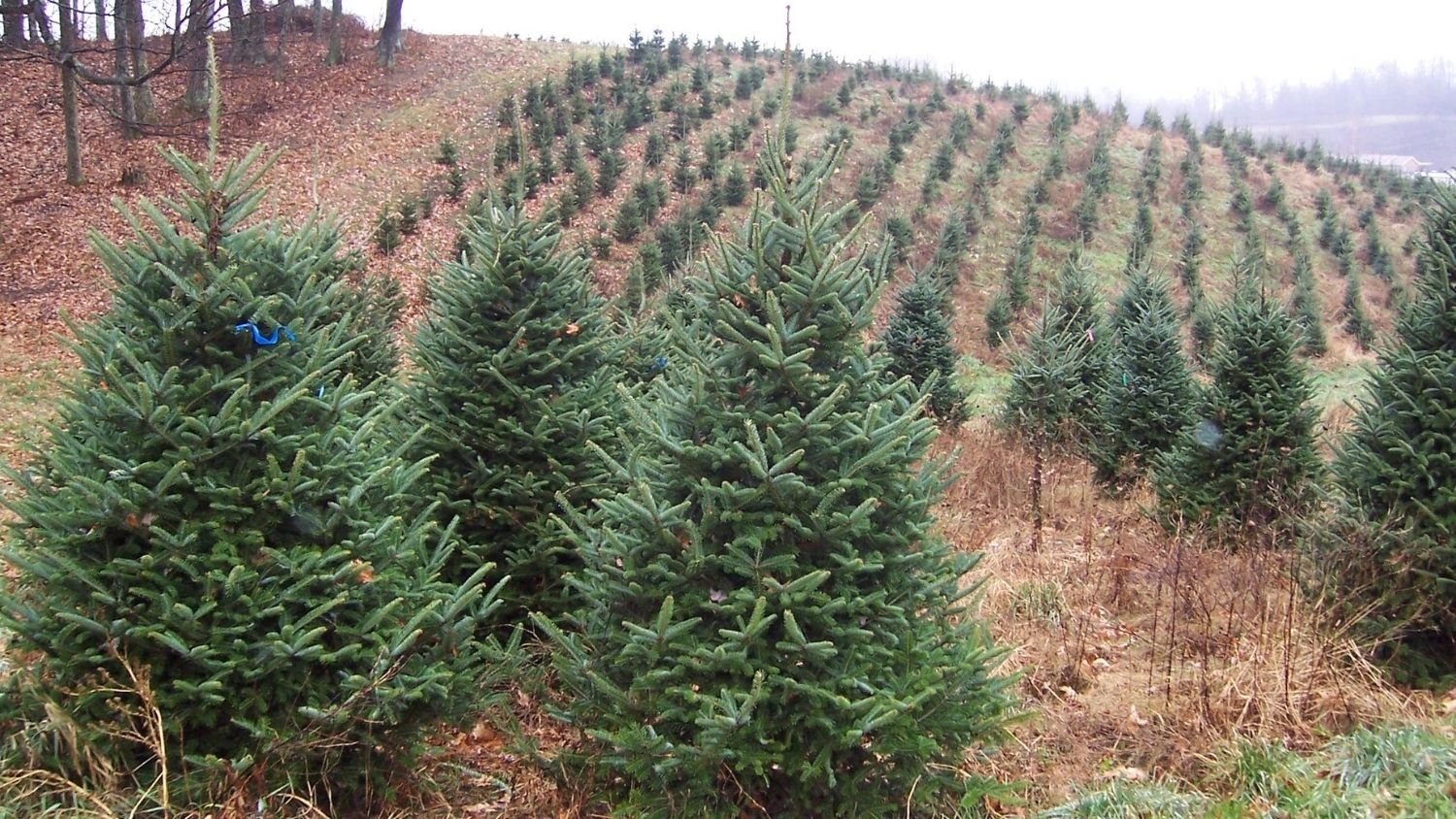 Christmas tree farm - Christmas Trees: Here's The Scoop on North Carolina's Crop - College of Natural Resources News NC State University