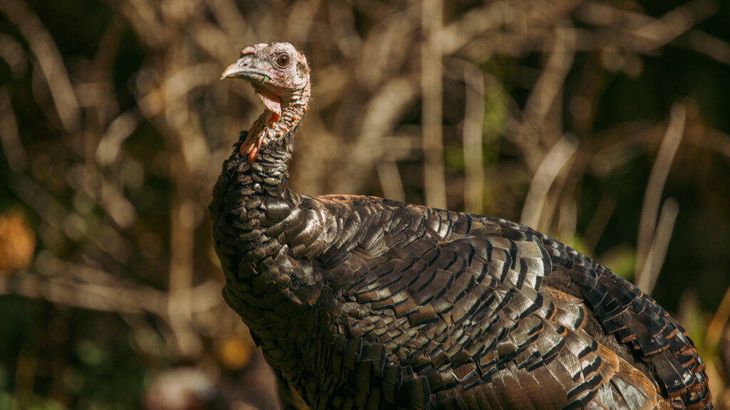 Talking Turkey How The Bird Made A Comeback In North Carolina College Of Natural Resources News