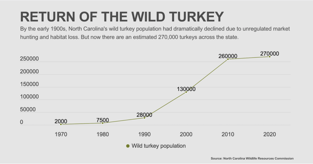 ncsu.turkeys.moore .infographic Talking Turkey: How the Bird Made a Comeback in North Carolina