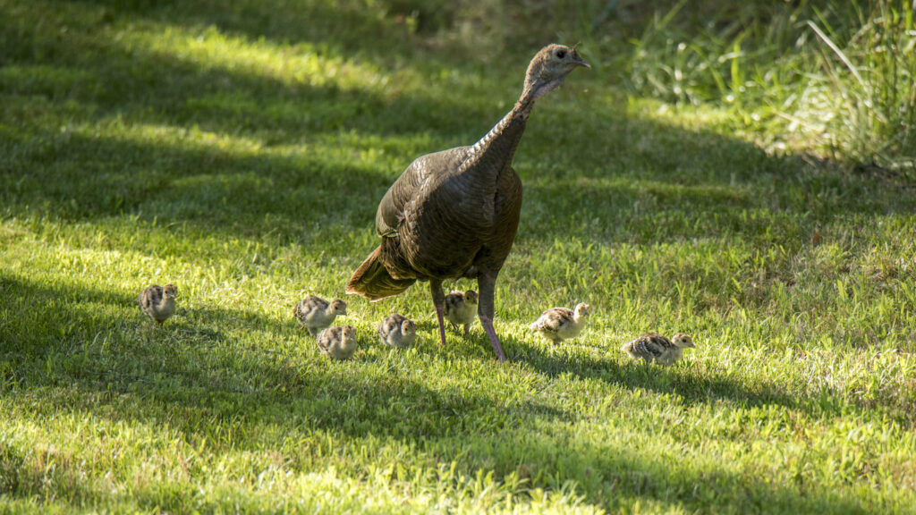 Wild turkey with chicks - Talking Turkey: How the Bird Made a Comeback in North Carolina - College of Natural Resources News NC State University
