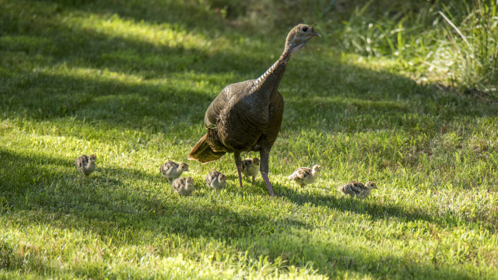 Wild turkey with chicks