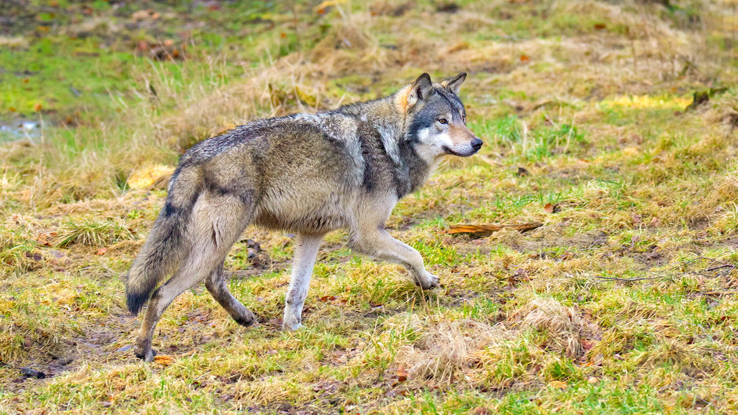 Should Gray Wolves Be Removed From the Endangered Species List? | College  of Natural Resources News