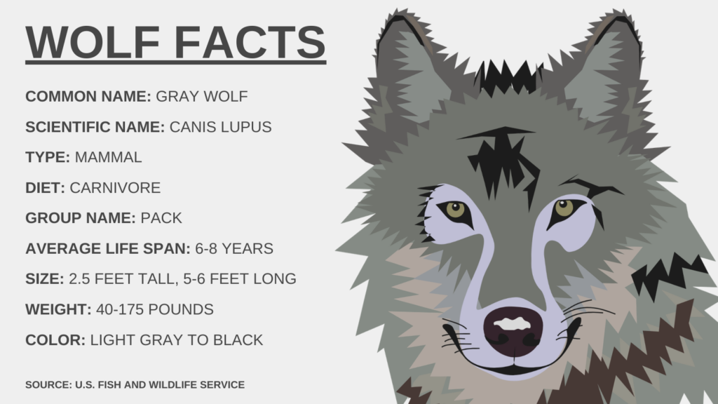 Should Gray Wolves Be Removed From the Endangered Species List? | College  of Natural Resources News