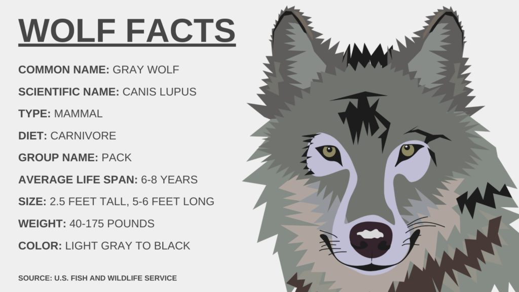 why is the endangered gray wolf