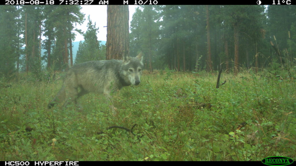 Should Gray Wolves Be Removed From the Endangered Species List? | NC