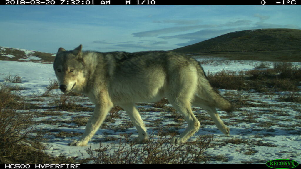 A gray wolf walking in the Theodore Roosevelt Memorial Ranch in Montana.