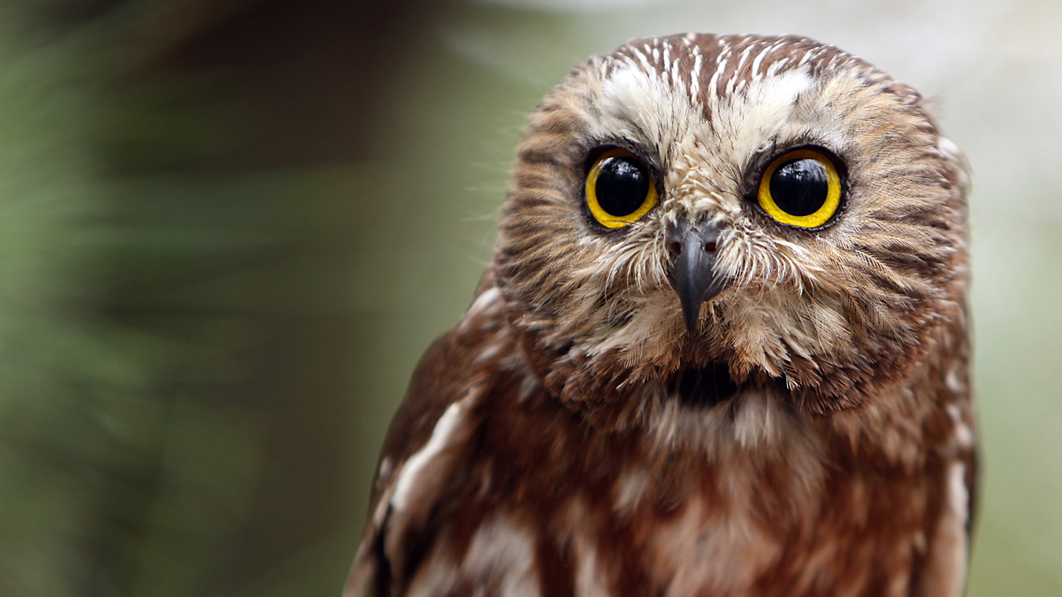 Northern saw-whet owl - No, You Won't Find Any Owls Hiding in Your Christmas Tree - College of Natural Resources News NC State University