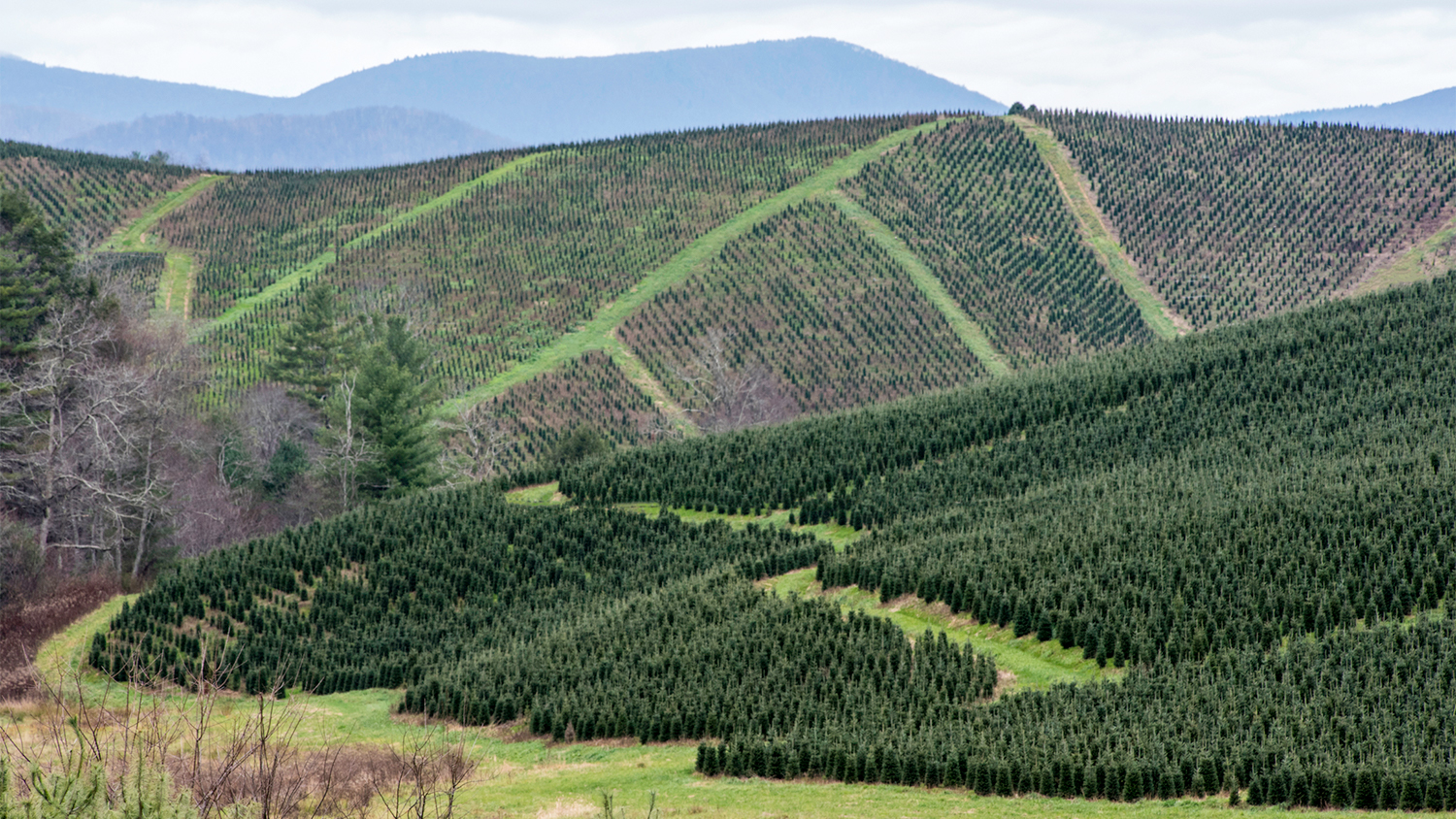 a large section of Christmas trees growing on a hillside outside Boone, North Carolina - North Carolina's Christmas Tree Industry Expects a Record Year Despite Coronavirus Concerns - College of Natural Resources News NC State University