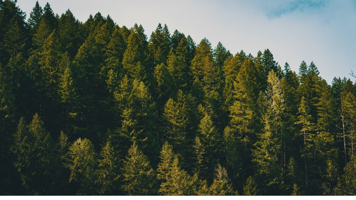 Mountain forest - Cost of Planning, Protecting Trees to Fight Climate Change Could Jump - College of Natural Resources News NC State University