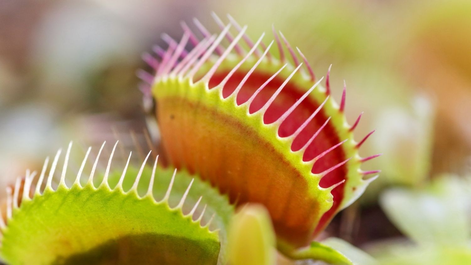 Five Things You Didn't Know About Venus Flytraps   College of ...