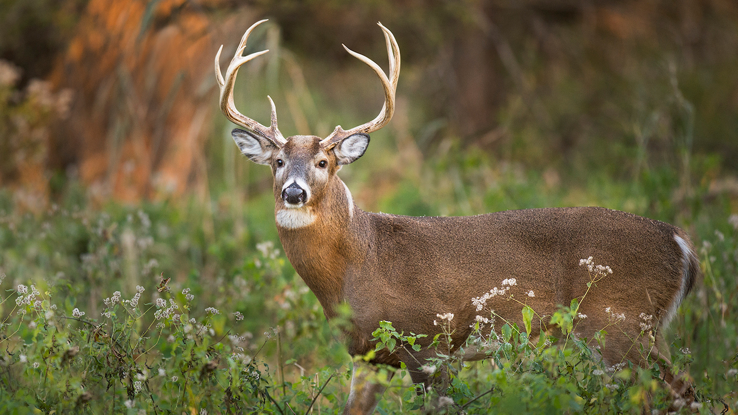 White-tailed deer - College of Natural Resources News NC State University