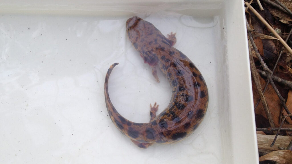 An adult Neuse River Waterdog floats in a shallow pool of water after being captured by researchers. 