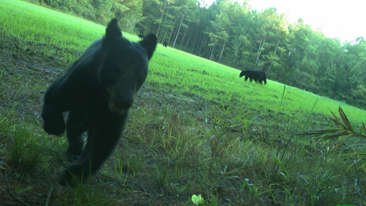 A citizen science study helped researchers capture wildlife images - Citizen Science Study Captures 2.2M Wildlife Images in North Carolina - College of Natural Resources News NC State University