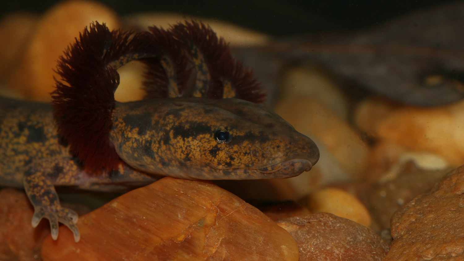 A Neuse River Waterdog salamander resting on rocks at the bottom of a stream - Saving the Neuse River Waterdog - College of Natural Resources News NC State University