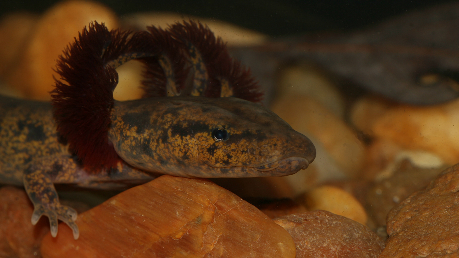 big water dog salamander