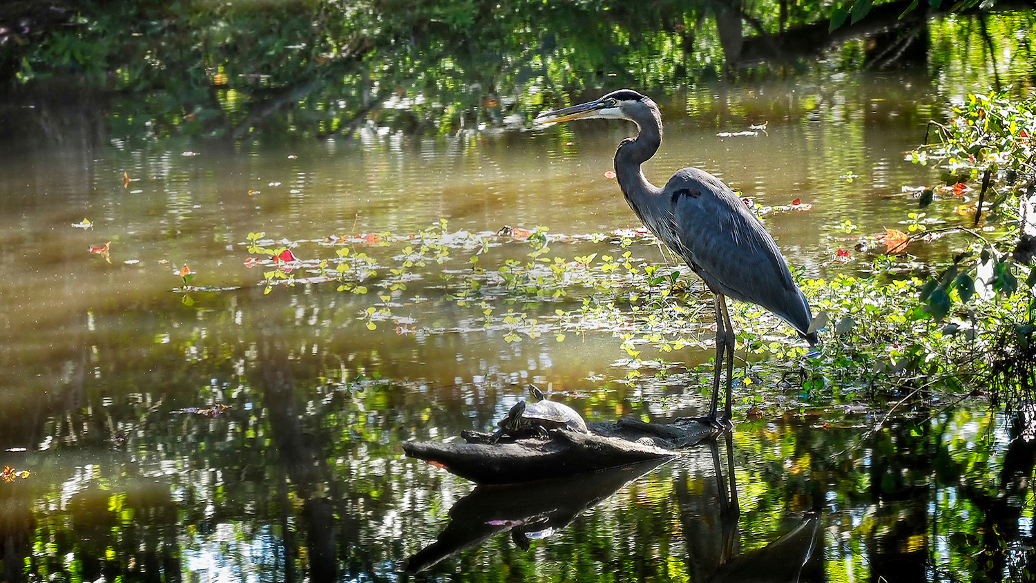 Bird at a Lake - Ecology Wildlife Foundation Establishes Three Funds to Support Conservation Research - College of Natural Resources News NC State University