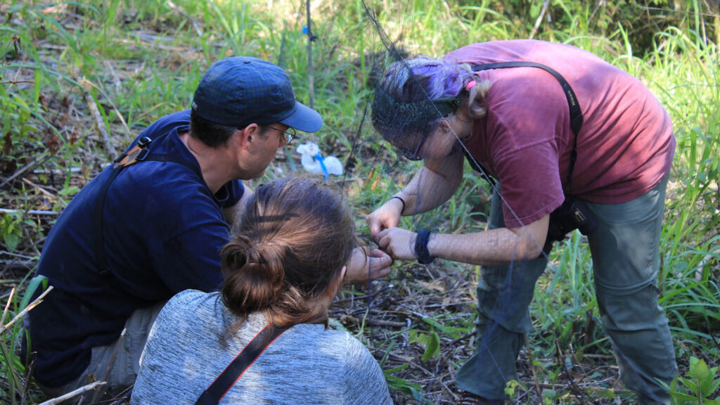 Chris Moorman, professor and interim associate head of the Department of Forestry and Environmental Resources, teaches students how to capture and band birds during a study abroad trip in Nicaragua. Photo provided.