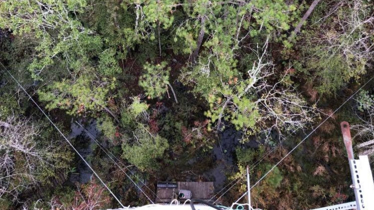 Wetland forest, seen from a research tower - Natural Forest in Coastal N.C. Becomes Carbon Source as 'Ghost Forest' Spreads - College of Natural Resources News NC State University